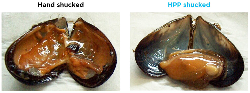 Extracción de carne de mejillones mediante HPP vs a mano Extracción de carne de mejillones mediante HPP vs a mano