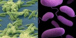 Vibrio