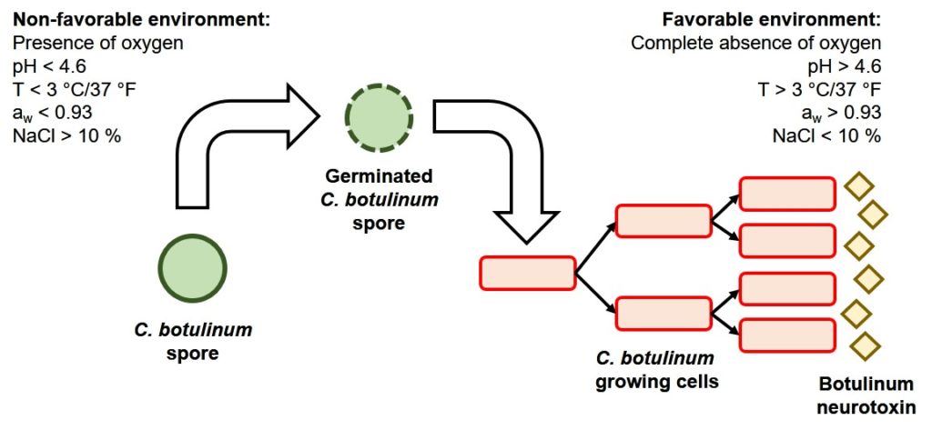 Figure 2. C. botulinum life cycle and conditions that prevent (left) and support (right) spore outgrowth Figure 2. C. botulinum life cycle and conditions that prevent (left) and support (right) spore outgrowth